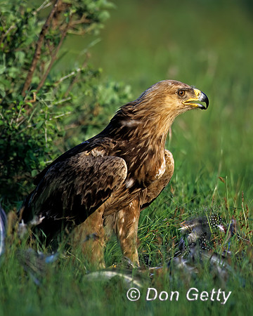 Tawny Eagle