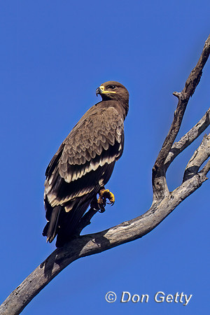 Tawny Eagle