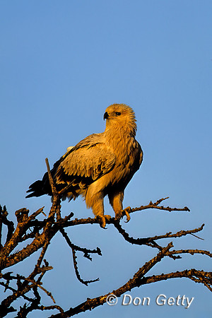 Tawny Eagle
