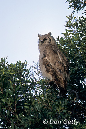Verreaux's Eagle-Owl