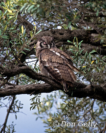 Verreaux's Eagle-Owl