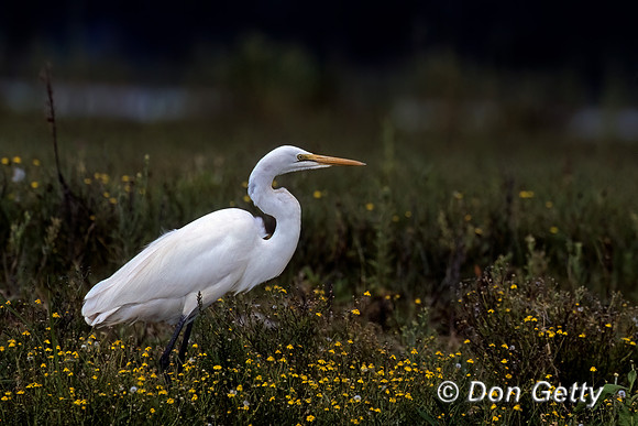 Great Egret