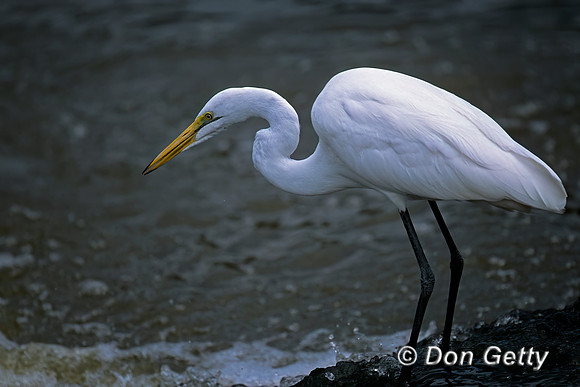 Great Egret