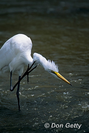Great Egret