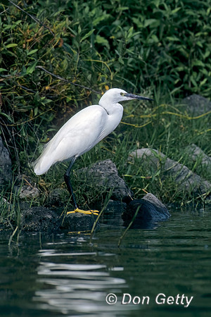 Egret_Ltl_SCN001