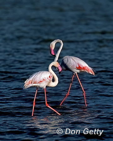 Greater Flamingo