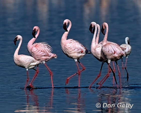 Lesser Flamingo