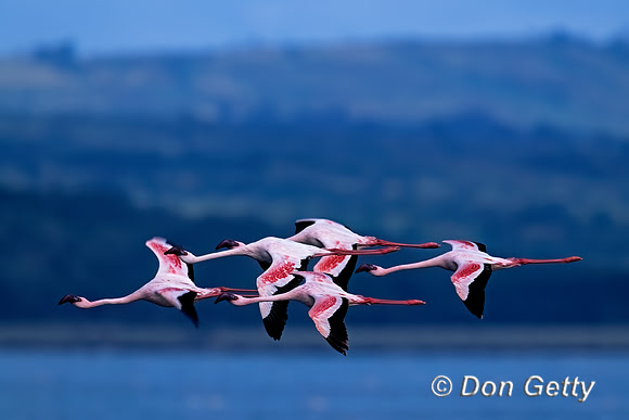 Lesser Flamingo