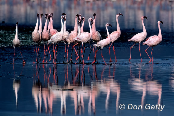 Lesser Flamingo