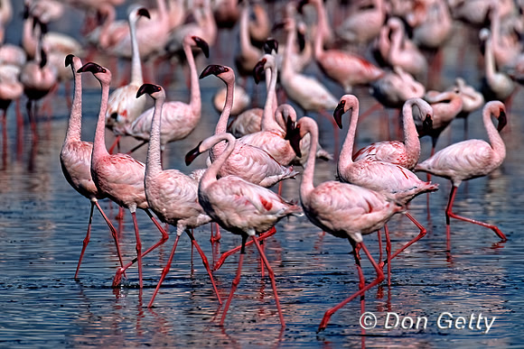 Lesser Flamingo