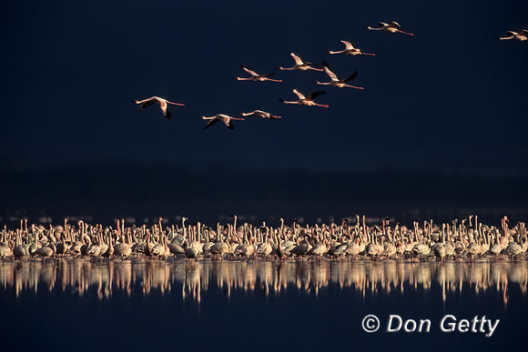 Lesser Flamingo