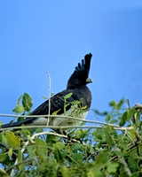 White-bellied Go-away-bird
