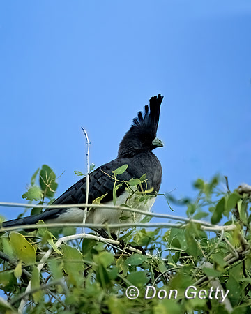 White-bellied Go-away-bird