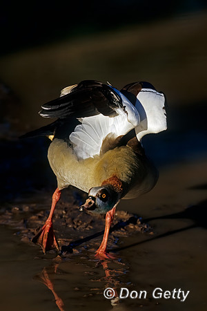 Egyptian Goose