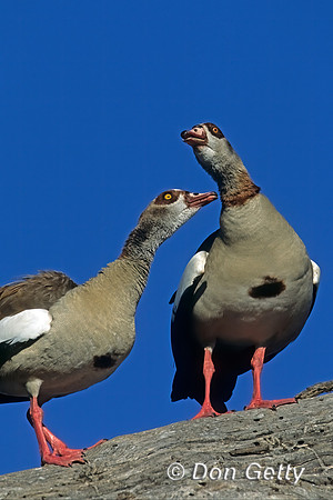 Egyptian Goose