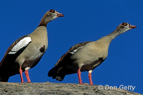 Egyptian Goose