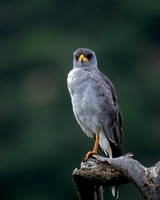 Pale Chanting Goshawk