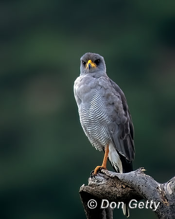 Pale Chanting Goshawk