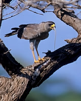 Pale Chanting Goshawk