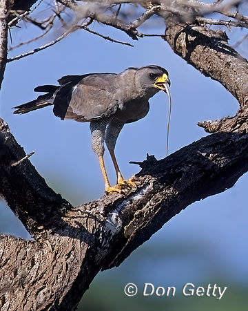 Pale Chanting Goshawk