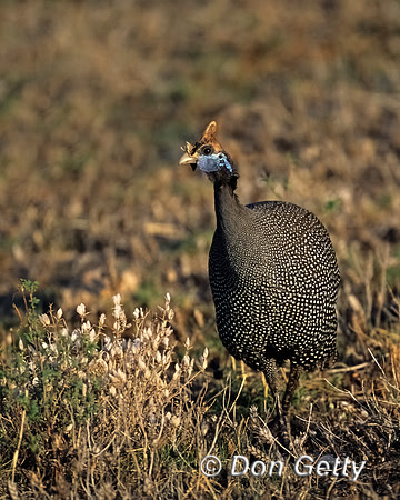 Helmeted Guineafowl