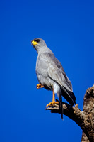 Pale Chanting Goshawk