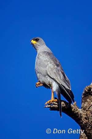 Pale Chanting Goshawk
