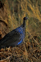 Vulturine Guineafowl