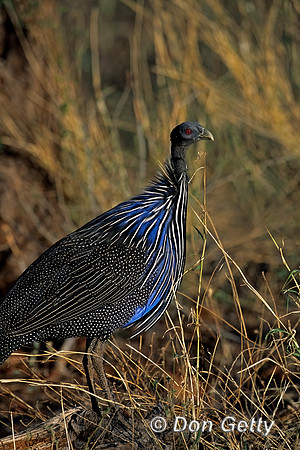 Vulturine Guineafowl