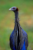 Vulturine Guineafowl