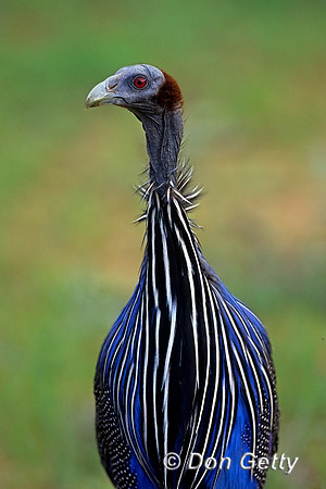 Vulturine Guineafowl