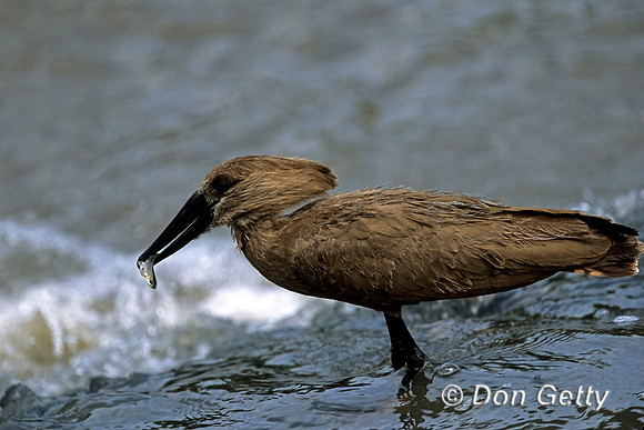 Hamerkop