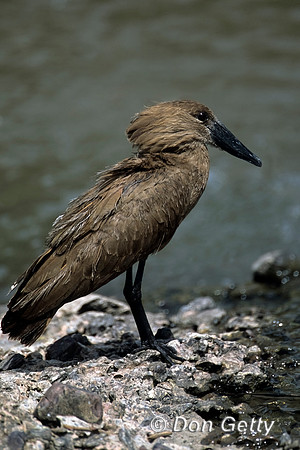 Hamerkop
