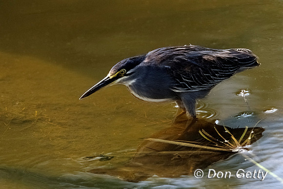 Striated Heron