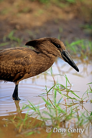 Hamerkop