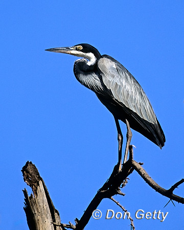 Black-headed Heron