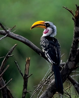 Eastern Yellow-billed Hornbill