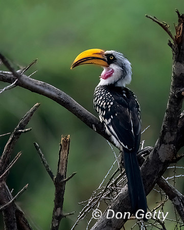 Eastern Yellow-billed Hornbill