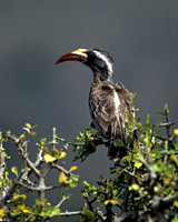 African Grey Hornbill