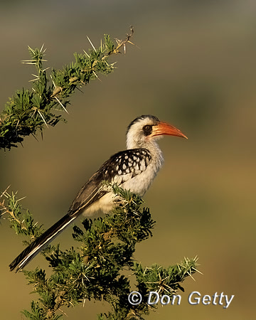 Red-billed Hornbill