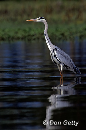 Grey Heron