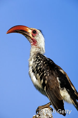 Red-billed Hornbill