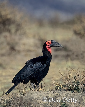 Southern Ground Hornbill