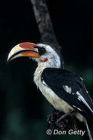 Von Der Decken's Hornbill