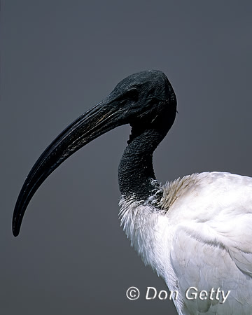 Sacred Ibis