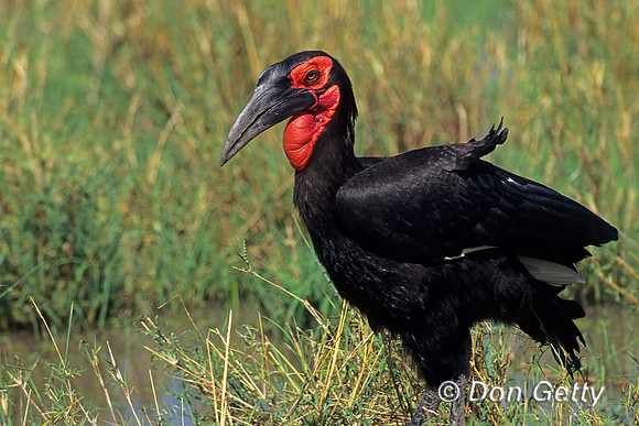Southern Ground Hornbill