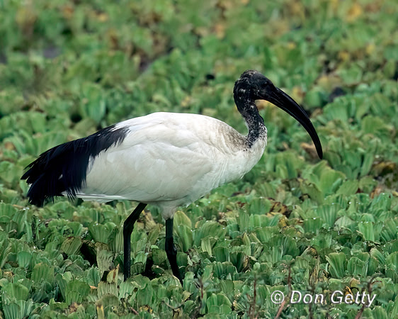 Sacred Ibis
