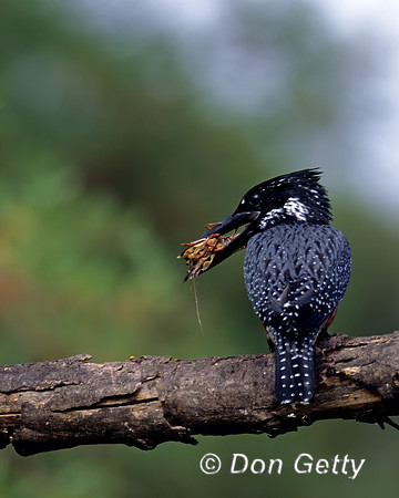 Giant Kingfisher