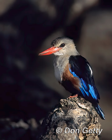 Grey-headed Kingfisher