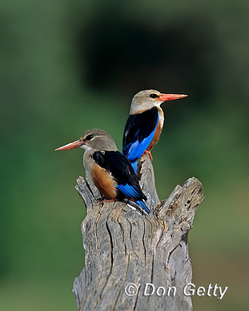 Grey-headed Kingfisher